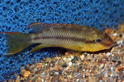 Limbochromis2